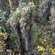 35. Лекарственное растение - верблюжий хвост
